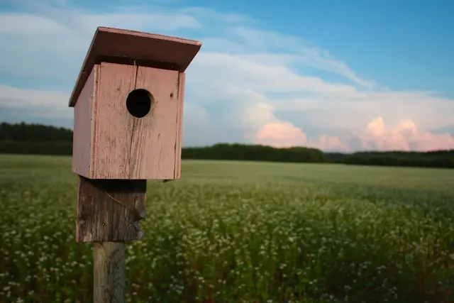 Birdhouse beside a flowering field