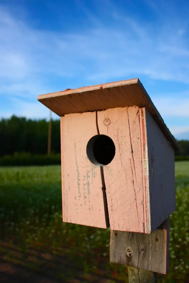 Birdhouse beside a field