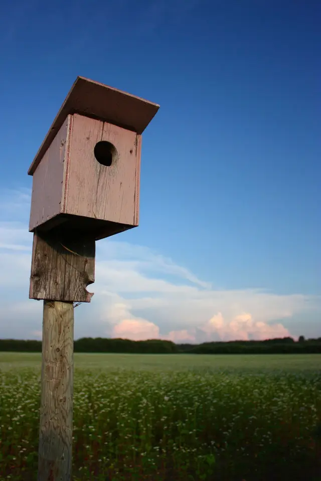 Birdhouse beside a flowering field
