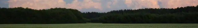 Sunset over a meadow and treeline